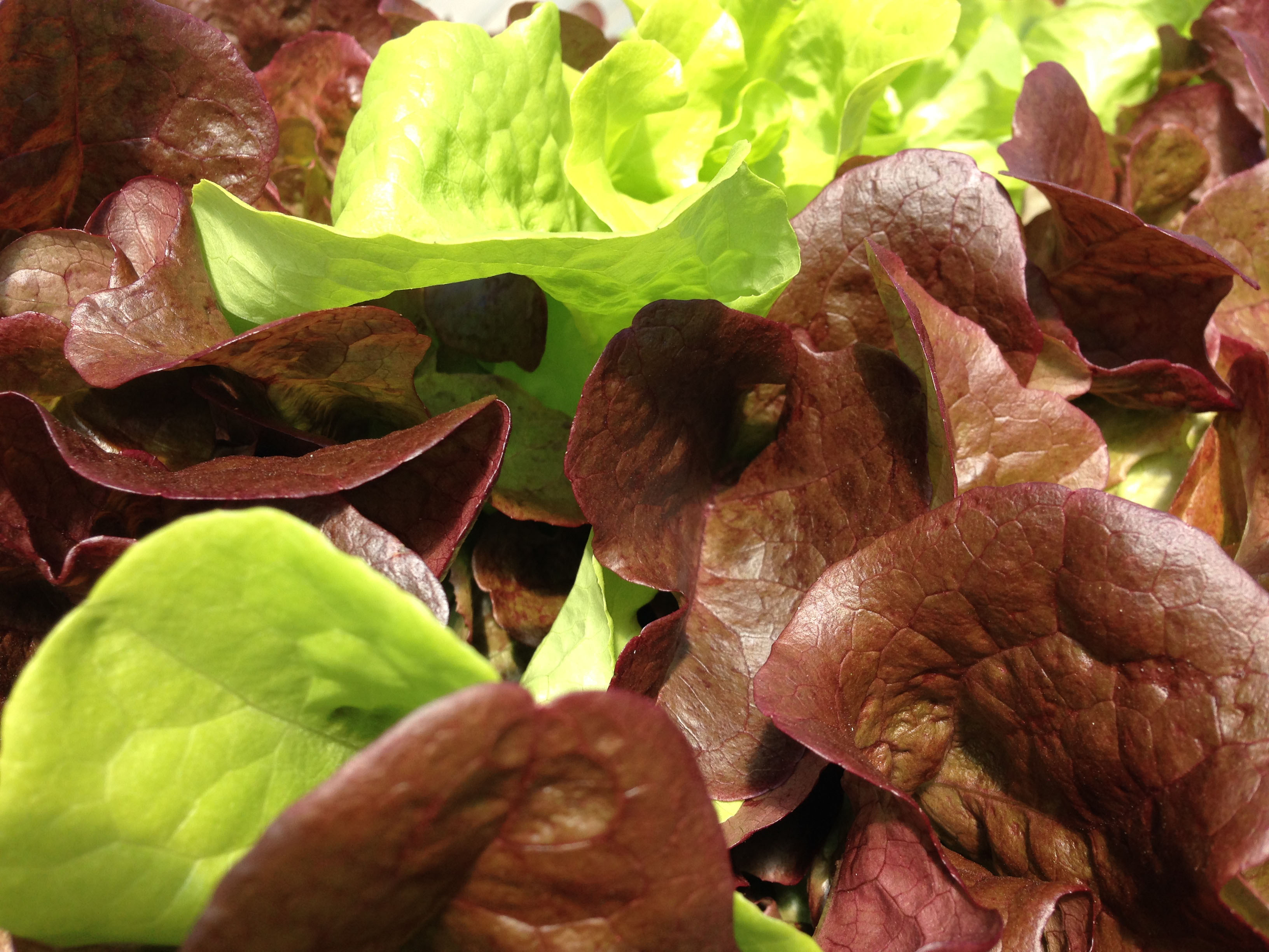 lettuce grown in a hydroponic system.jpg thumbnail